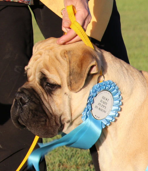 English best sale show leash