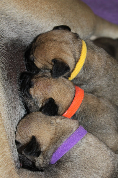 Velcro puppy hot sale collars