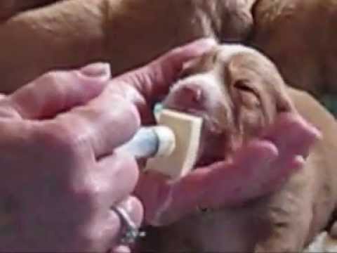 Sponge 2025 feeding puppies