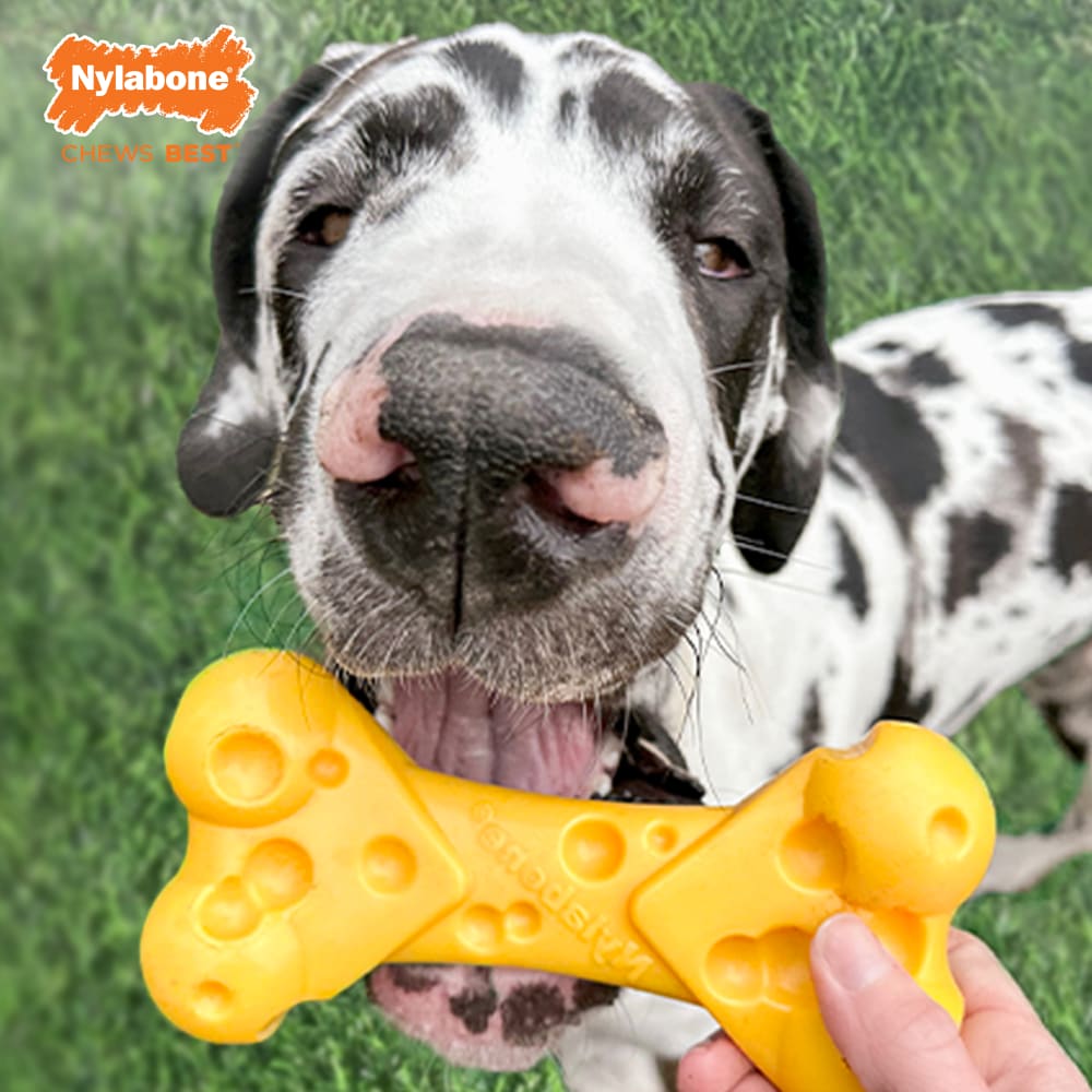 Nylabone Dura-Chew Cheese