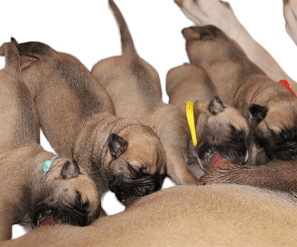 Dog nursing Puppies