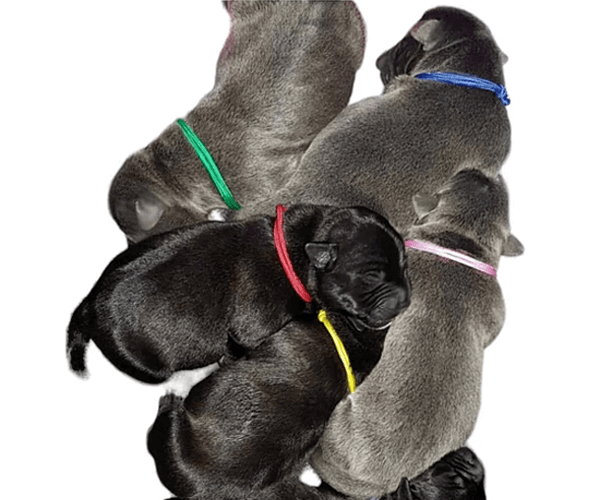 Puppy Identification Collars OZ FUR KIDS WHELPING SUPPLIES