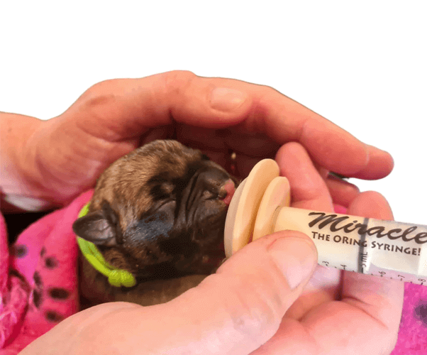 Syringe, Bottle & Tube Feeding