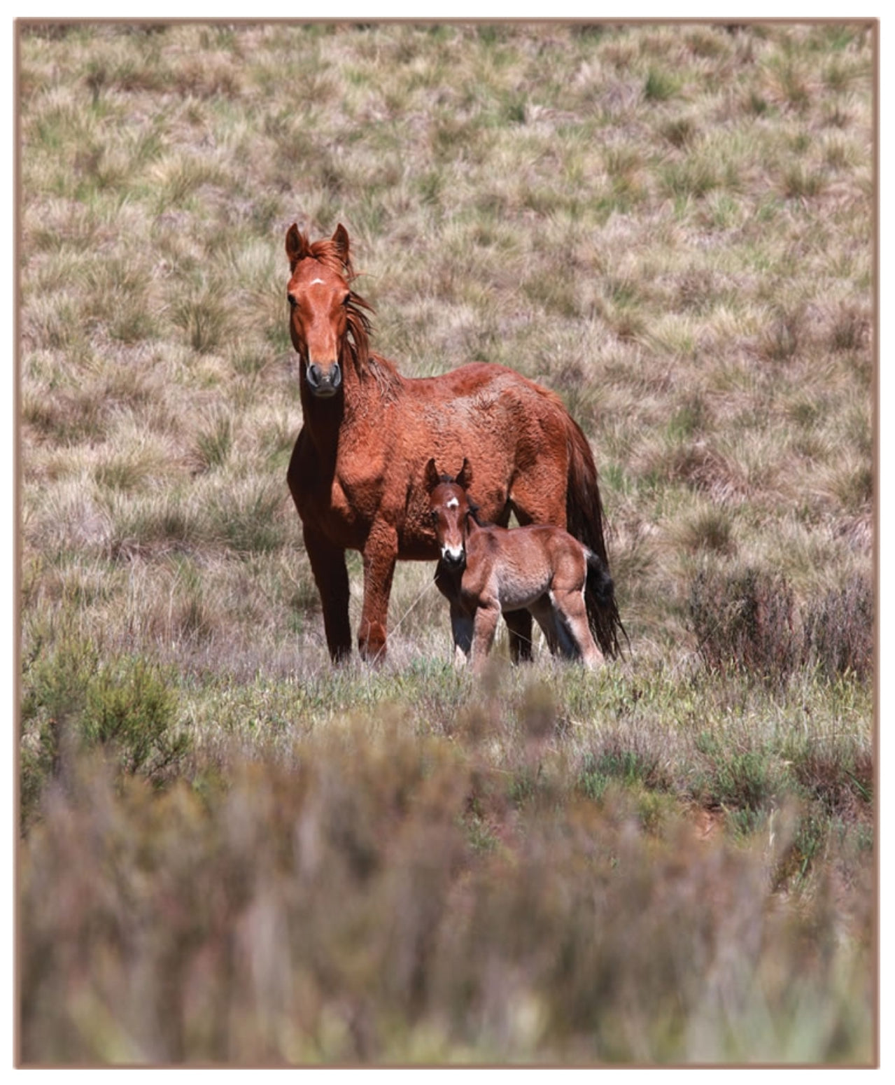 Cards - Horses